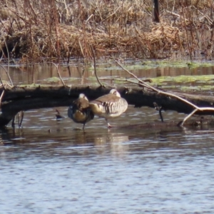 Malacorhynchus membranaceus at Fyshwick, ACT - 6 Aug 2020