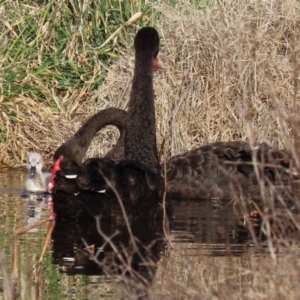 Cygnus atratus at Fyshwick, ACT - 6 Aug 2020