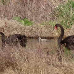 Cygnus atratus at Fyshwick, ACT - 6 Aug 2020