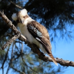 Dacelo novaeguineae (Laughing Kookaburra) at Fyshwick, ACT - 6 Aug 2020 by RodDeb