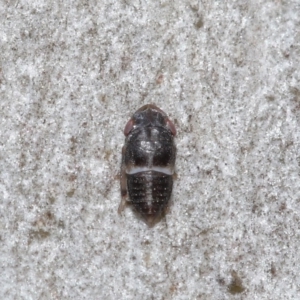 Cicadellidae (family) at Downer, ACT - 6 Aug 2020 11:16 AM