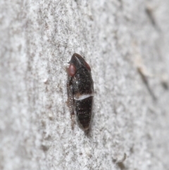 Cicadellidae (family) at Downer, ACT - 6 Aug 2020 11:16 AM