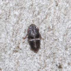 Cicadellidae (family) at Downer, ACT - 6 Aug 2020