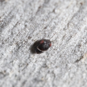 Cicadellidae (family) at Downer, ACT - 6 Aug 2020 11:16 AM