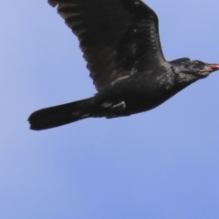 Corvus coronoides (Australian Raven) at Holt, ACT - 4 Aug 2020 by Alison Milton