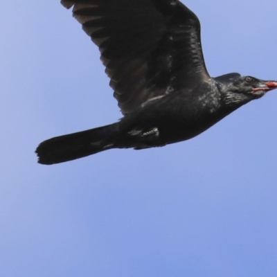 Corvus coronoides (Australian Raven) at Holt, ACT - 4 Aug 2020 by Alison Milton