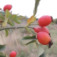 Rosa canina (Dog Rose) at Coombs, ACT - 2 Mar 2020 by michaelb