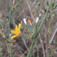 Chondrilla juncea (Skeleton Weed) at Coombs, ACT - 2 Mar 2020 by MichaelBedingfield