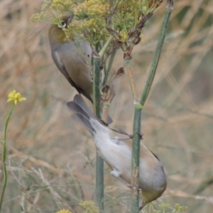 Zosterops lateralis at Coombs, ACT - 2 Mar 2020