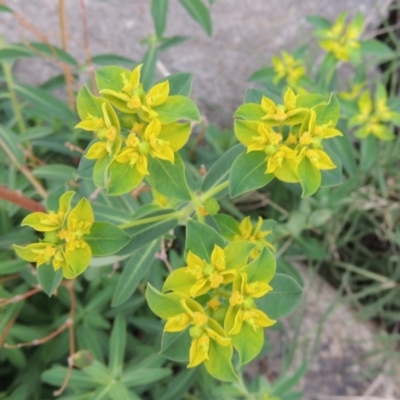 Euphorbia oblongata (Egg-leaf Spurge) at Molonglo River Reserve - 2 Mar 2020 by michaelb