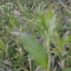Persicaria hydropiper (Water Pepper) at Molonglo River Reserve - 2 Mar 2020 by michaelb