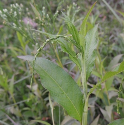 Persicaria hydropiper (Water Pepper) at Molonglo River Reserve - 2 Mar 2020 by michaelb