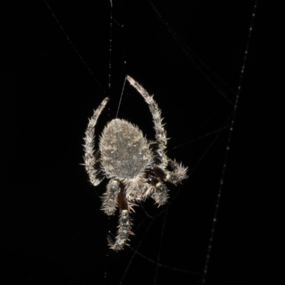 Hortophora sp. (genus) (Garden orb weaver) at Guerilla Bay, NSW - 31 Jul 2020 by jbromilow50