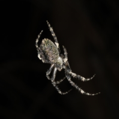 Hortophora sp. (genus) (Garden orb weaver) at Guerilla Bay, NSW - 31 Jul 2020 by jb2602