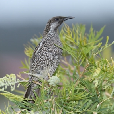 Anthochaera chrysoptera (Little Wattlebird) at Merimbula, NSW - 7 Aug 2020 by Leo