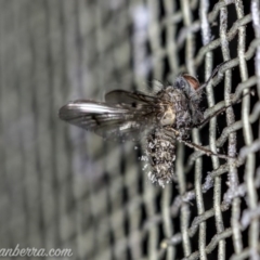 Helina sp. (genus) (Muscid fly) at Hughes, ACT - 2 Aug 2020 by JonSteinbeck
