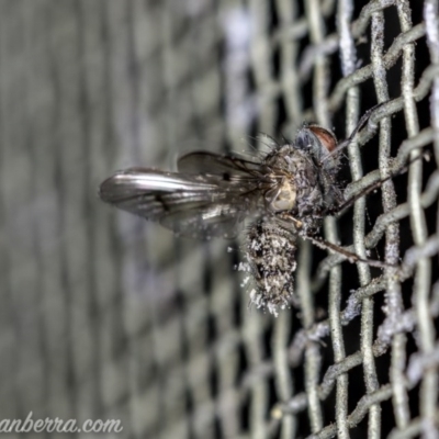 Helina sp. (genus) (Muscid fly) at Hughes, ACT - 2 Aug 2020 by JonSteinbeck