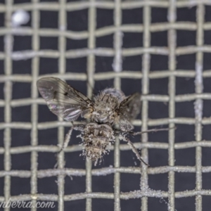 Helina sp. (genus) at Hughes, ACT - 2 Aug 2020 11:38 AM