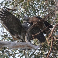 Callocephalon fimbriatum (Gang-gang Cockatoo) at Hughes, ACT - 6 Aug 2020 by JackyF