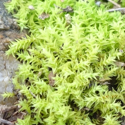 Triquetrella (A trailing moss) at Franklin, ACT - 1 Aug 2020 by JanetRussell