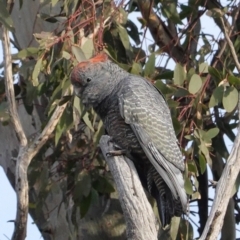 Callocephalon fimbriatum (Gang-gang Cockatoo) at GG38 - 6 Aug 2020 by JackyF