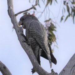 Callocephalon fimbriatum at Hughes, ACT - 6 Aug 2020