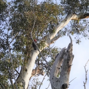 Callocephalon fimbriatum at Hughes, ACT - 6 Aug 2020