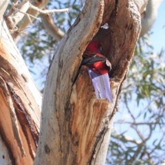 Platycercus elegans (Crimson Rosella) at GG229 - 30 Jul 2020 by JackyF