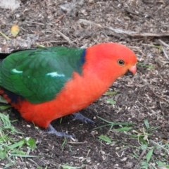 Alisterus scapularis (Australian King-Parrot) at Kambah, ACT - 6 Aug 2020 by MatthewFrawley