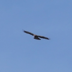 Hieraaetus morphnoides (Little Eagle) at Red Hill, ACT - 2 Aug 2020 by JackyF