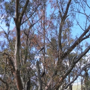 Zanda funerea at Deakin, ACT - 15 Jul 2020 10:33 AM