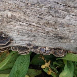 Trametes versicolor at Deakin, ACT - 6 Jul 2020