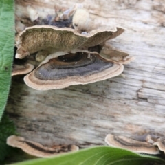 Trametes versicolor at Deakin, ACT - 6 Jul 2020