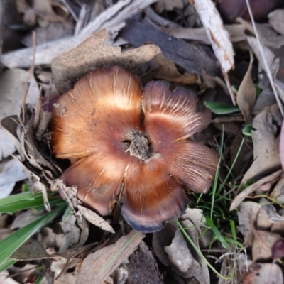 Unidentified Cap on a stem; gills below cap [mushrooms or mushroom-like] at Deakin, ACT - 10 Jul 2020 by JackyF