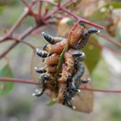 Perginae sp. (subfamily) (Unidentified pergine sawfly) at Deakin, ACT - 15 Jul 2020 by JackyF