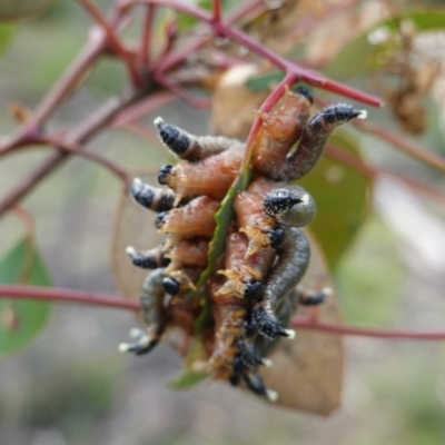 Perginae sp. (subfamily) (Unidentified pergine sawfly) at Deakin, ACT - 15 Jul 2020 by JackyF