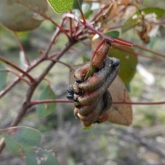 Pergagrapta sp. (genus) at Deakin, ACT - 15 Jul 2020