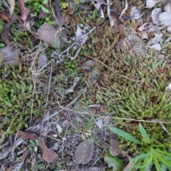 Crassula sieberiana at Hughes, ACT - 6 Aug 2020