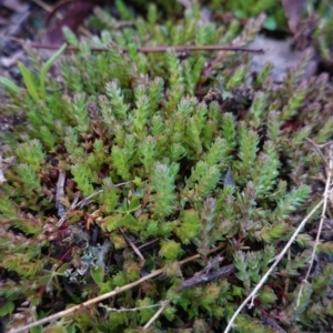 Crassula sieberiana at Hughes, ACT - 6 Aug 2020 04:17 PM