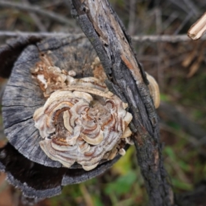 Trametes versicolor at Red Hill, ACT - 2 Aug 2020 10:35 AM