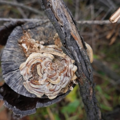 Trametes versicolor (Turkey Tail) at Red Hill, ACT - 2 Aug 2020 by JackyF