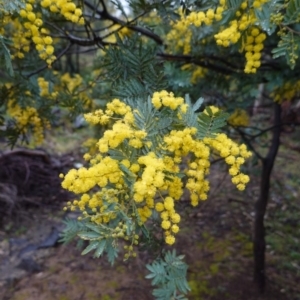 Acacia baileyana x Acacia dealbata at Deakin, ACT - 8 Aug 2020