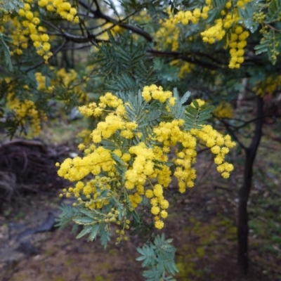 Acacia baileyana x Acacia dealbata (Cootamundra Wattle x Silver Wattle (Hybrid)) at Deakin, ACT - 8 Aug 2020 by JackyF