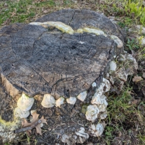 zz Polypore (shelf/hoof-like) at Lyneham, ACT - 31 Jul 2020