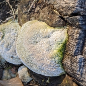 zz Polypore (shelf/hoof-like) at Lyneham, ACT - 31 Jul 2020