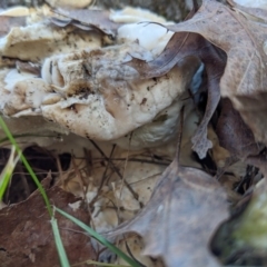 zz Polypore (shelf/hoof-like) at Lyneham, ACT - 31 Jul 2020