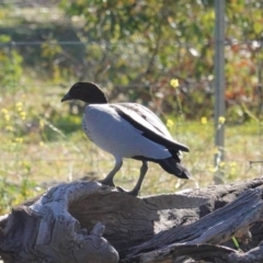 Chenonetta jubata at Deakin, ACT - 11 Jul 2020