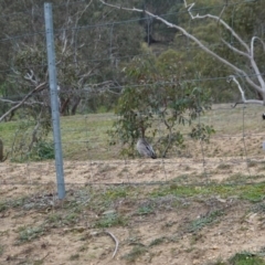 Chenonetta jubata at Deakin, ACT - 11 Jul 2020