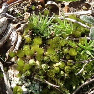 Bryaceae (family) at Franklin, ACT - 1 Aug 2020 11:21 AM