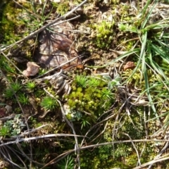 Bryaceae (family) at Franklin, ACT - 1 Aug 2020 11:21 AM